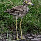 Indian stone curlew