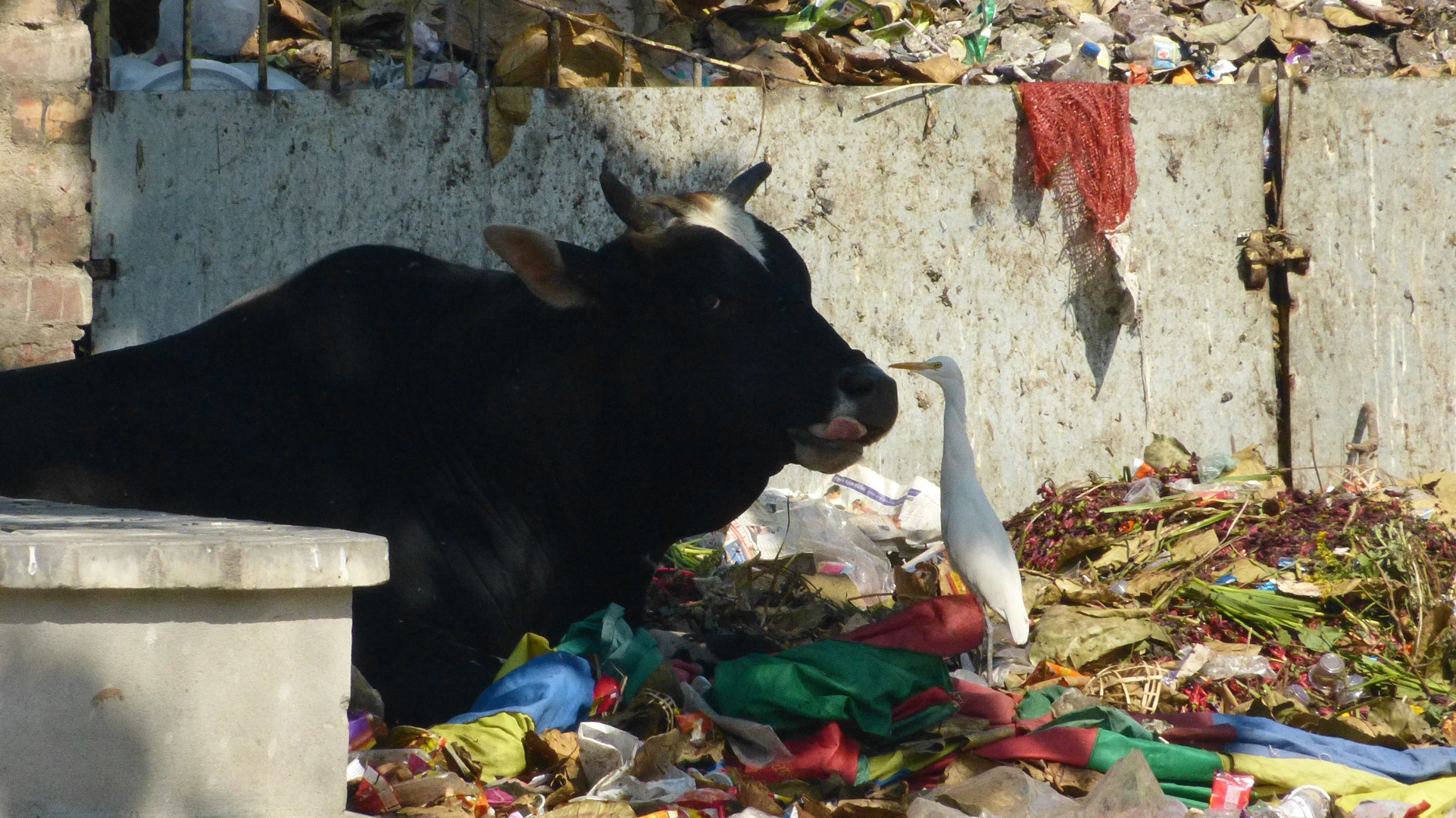 Indian Streetlife