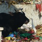 Indian Streetlife