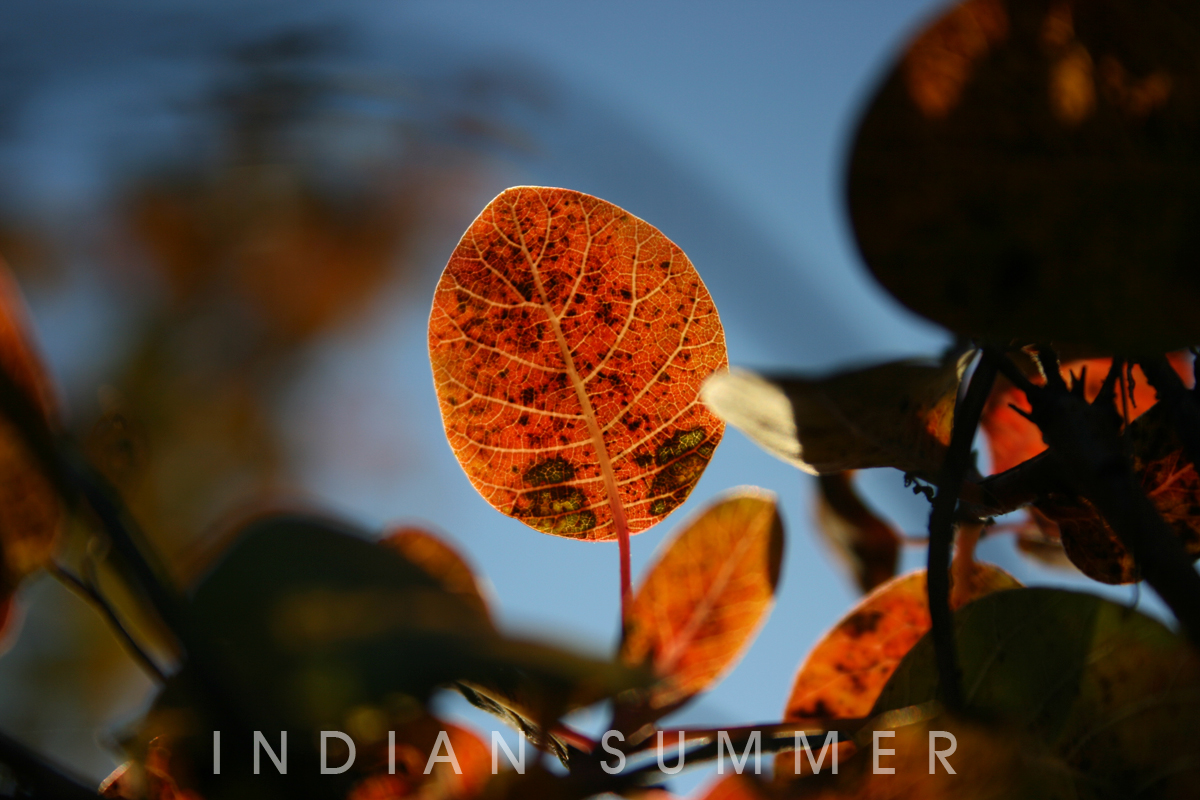 Indian Summer 2010 Part II