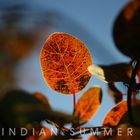 Indian Summer 2010 Part II