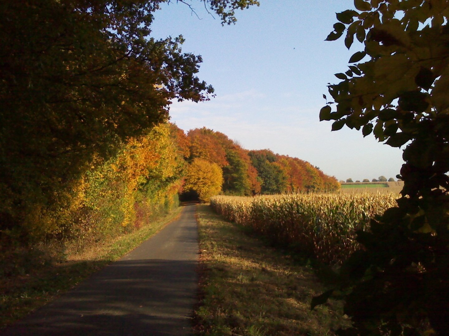 Indian Summer 21.10.2012 in den Baumbergen, 1