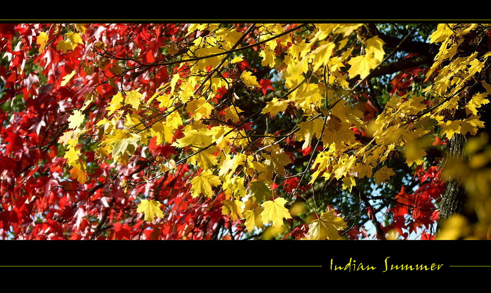 Indian Summer