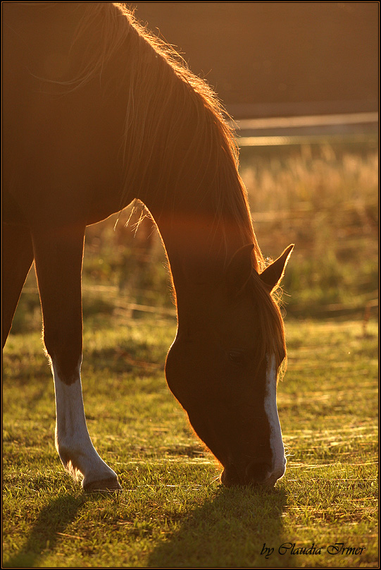 Indian Summer