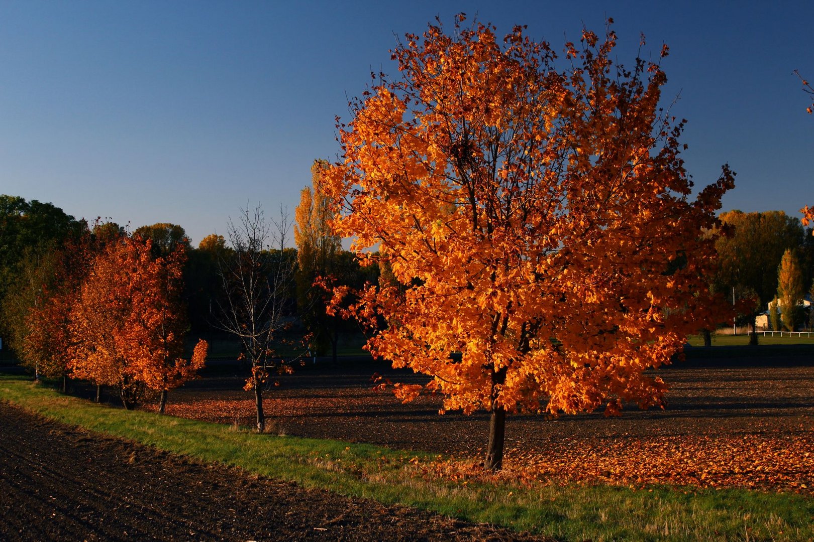 Indian Summer