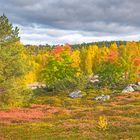 Indian Summer à la norvègienne