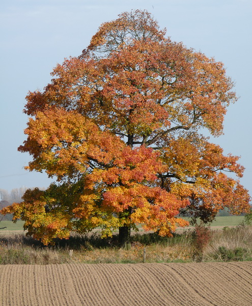 Indian Summer