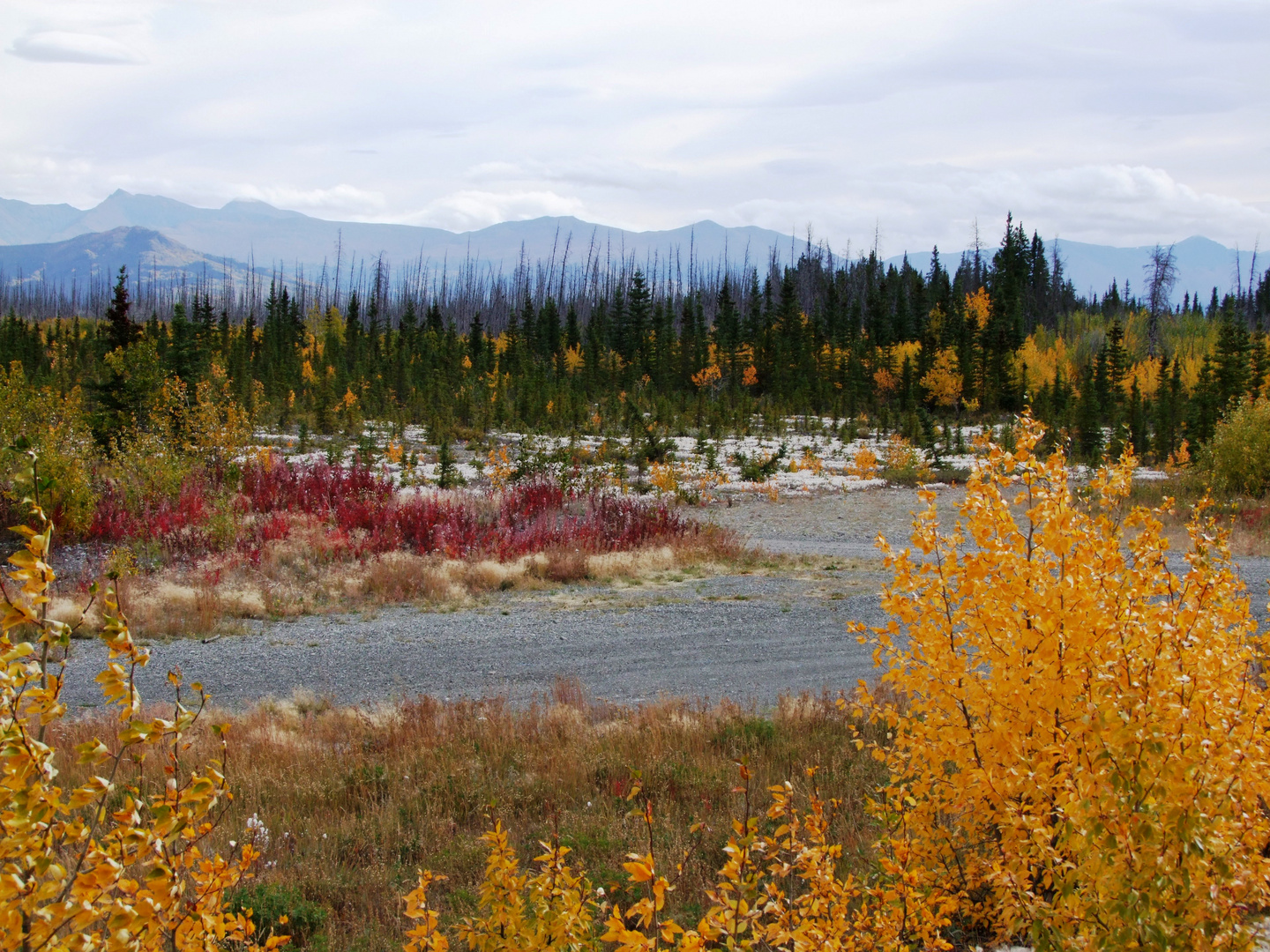 Indian summer am Alaska Highway