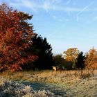 Indian Summer am Baggersee