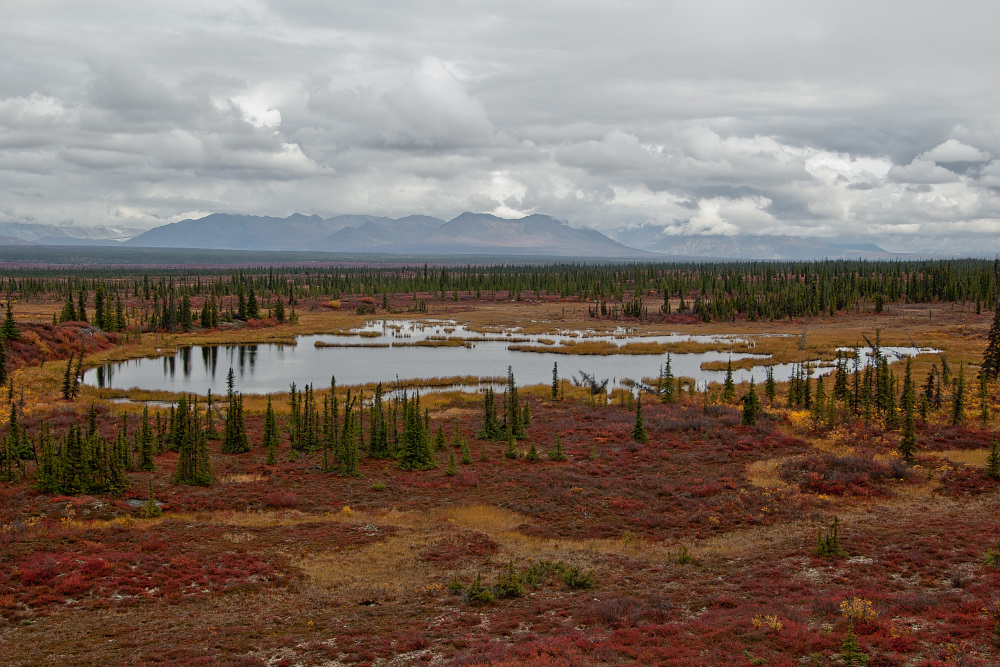 Indian Summer am Denali Highway - Alaska