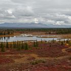 Indian Summer am Denali Highway - Alaska