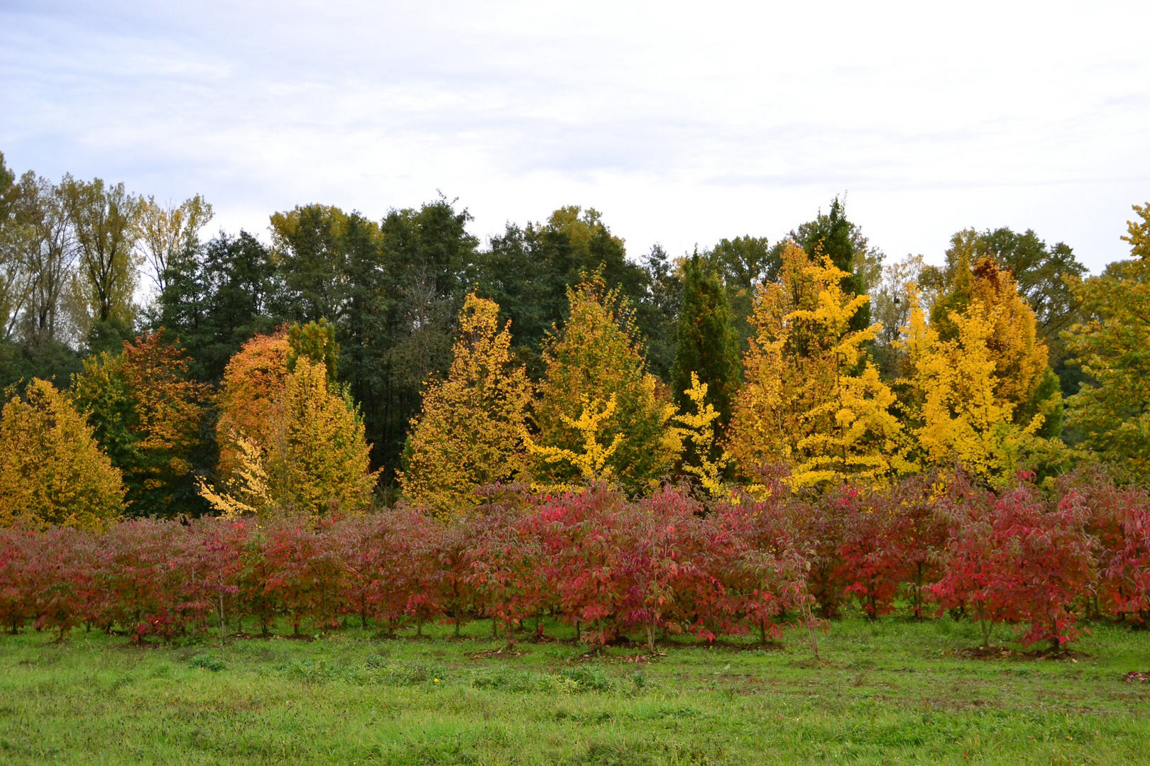 Indian Summer am Fusse des Schwarzwaldes