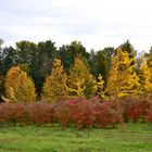 Indian Summer am Fusse des Schwarzwaldes