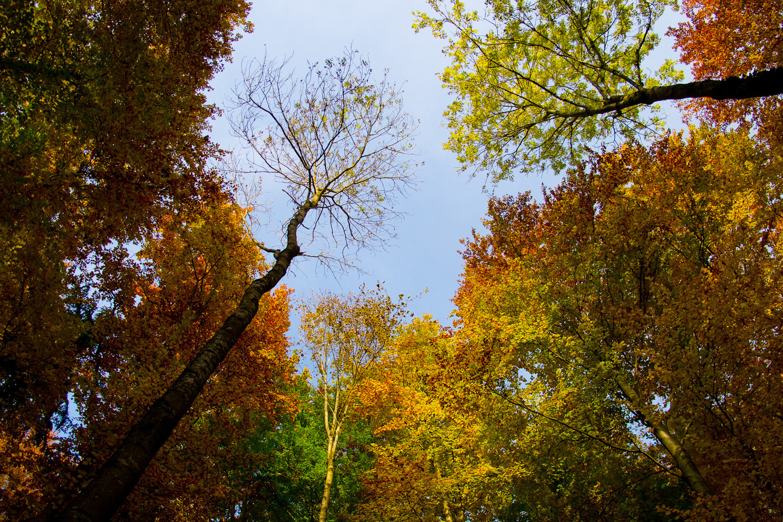 Indian summer am Gehrenberg