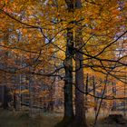 Indian Summer am Hochlecken/OÖ