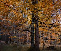 Indian Summer am Hochlecken/OÖ