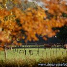 Indian Summer am Niederrhein 3