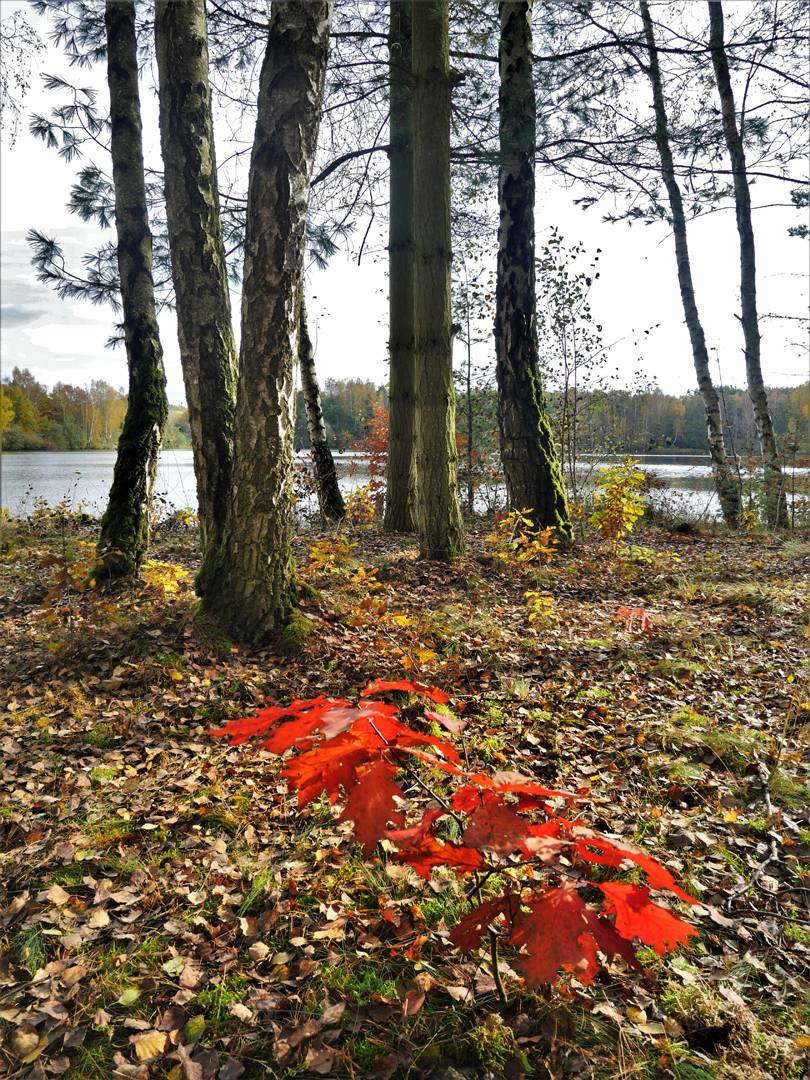 "Indian summer" am Seehofsee