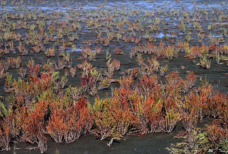 "Indian-Summer" am Wattenmeer