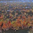 "Indian-Summer" am Wattenmeer