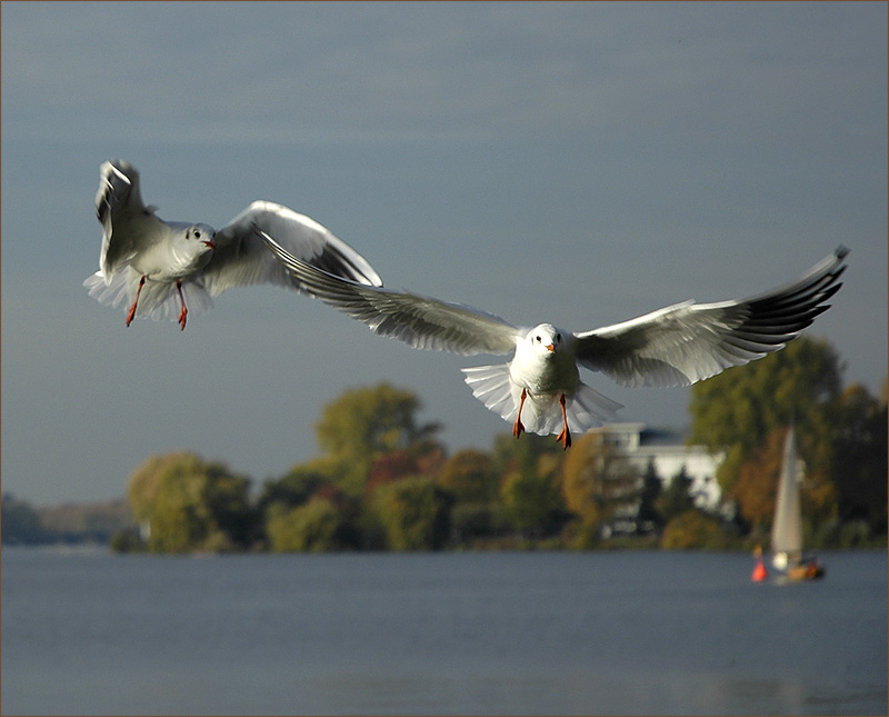 Indian Summer an der Alster...und Möwen füttern.