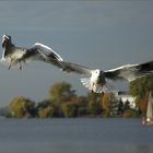 Indian Summer an der Alster...und Möwen füttern.