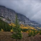 Indian Summer auf dem Icefields Parkway