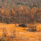 Indian Summer auf norwegisch 2