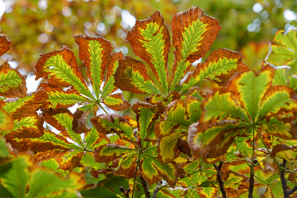 Indian Summer bei den Kastanien