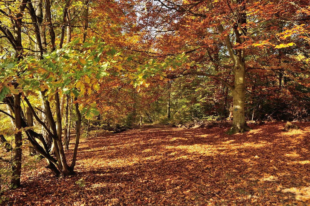 Indian Summer beim Pfälzer vor der Haustür, aufgenommen am Sonntag am...