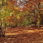 Indian Summer beim Pfälzer vor der Haustür, aufgenommen am Sonntag am...