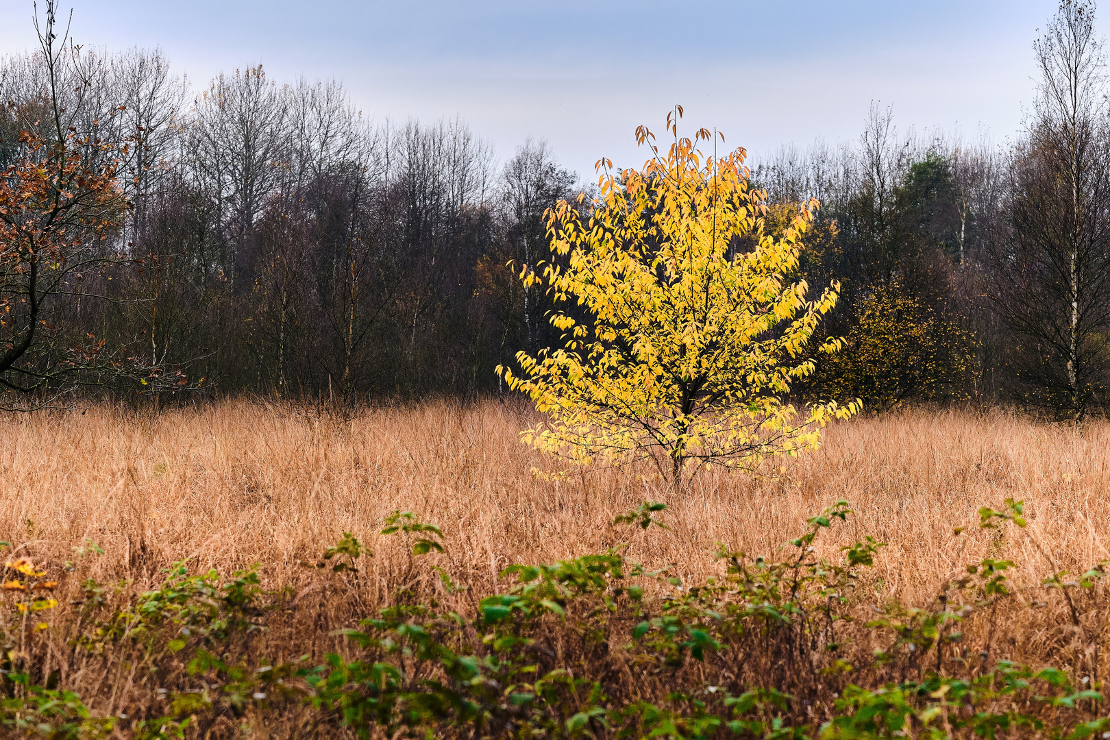 Indian Summer