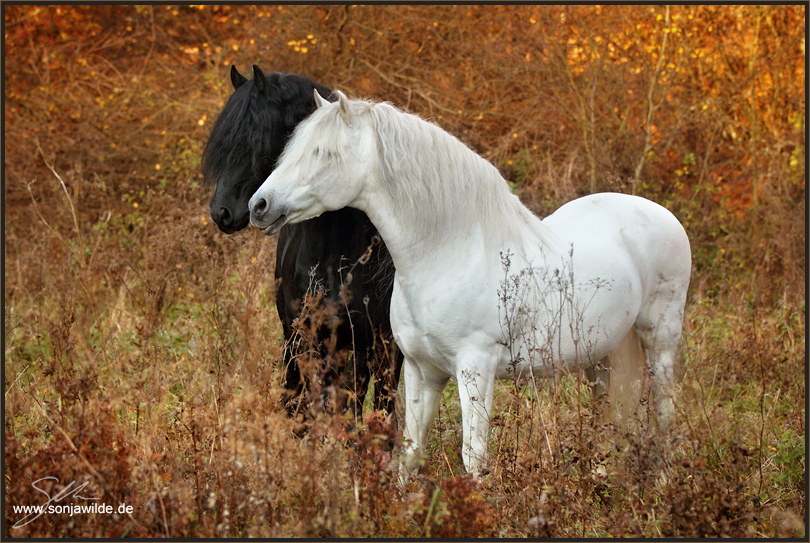 Indian Summer