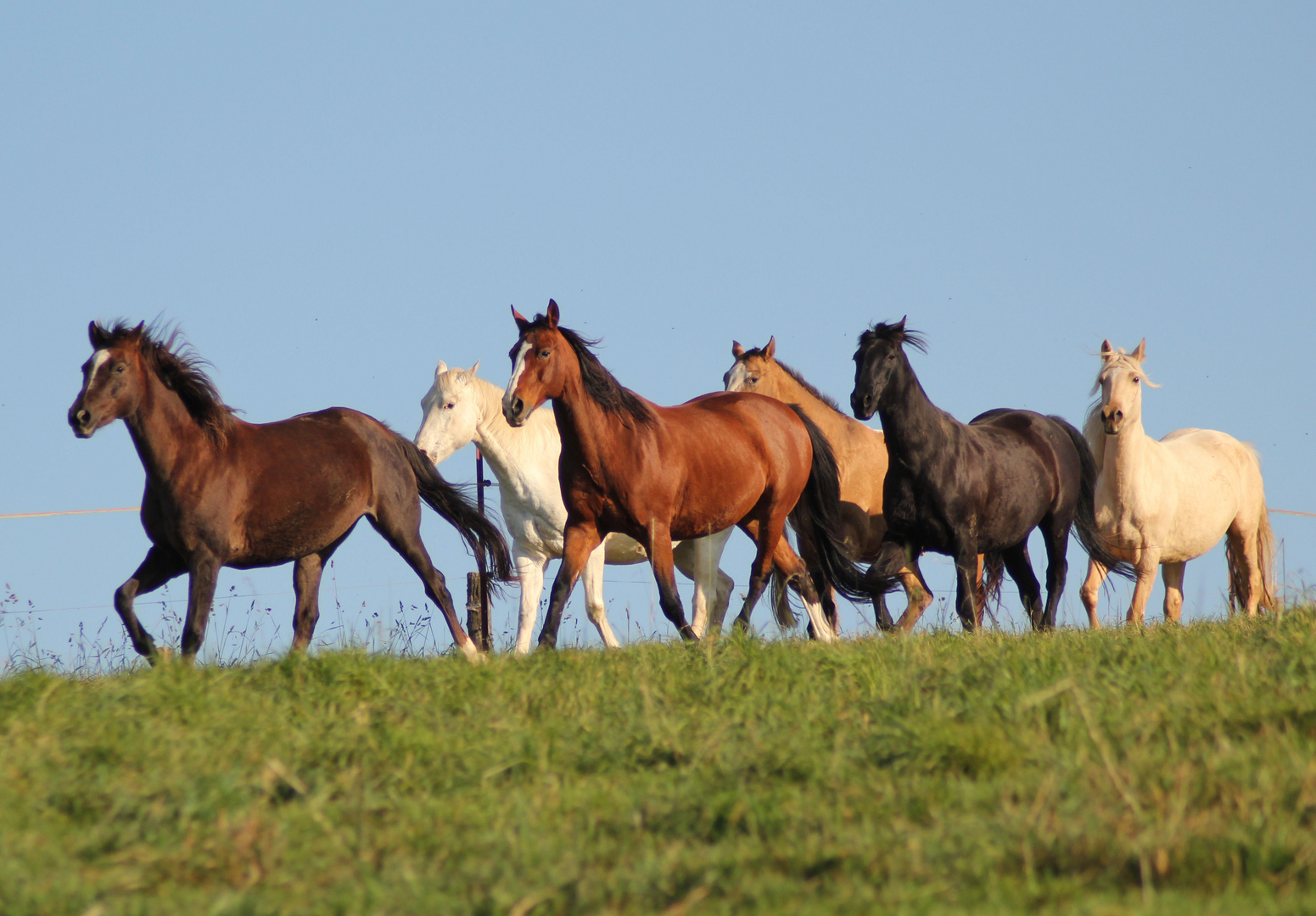 Indian Summer Horses