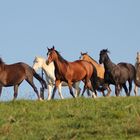 Indian Summer Horses