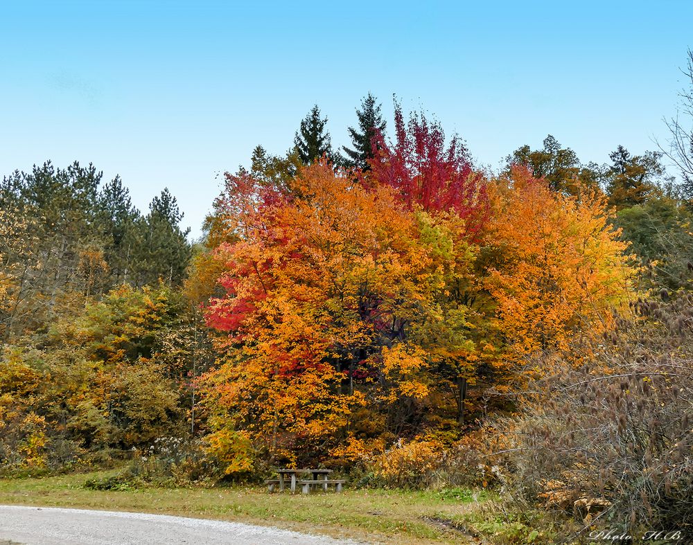 Indian Summer im Aboretum Bad Grund