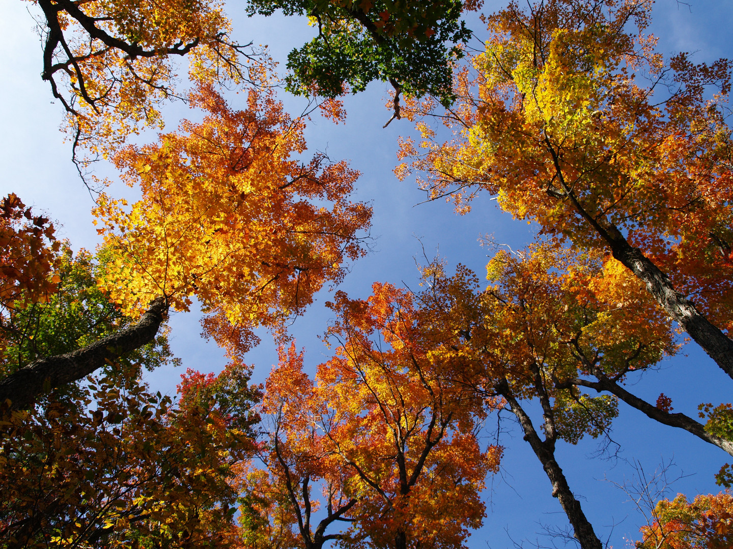 Indian Summer im Algonquin National Park 02