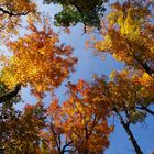 Indian Summer im Algonquin National Park 02