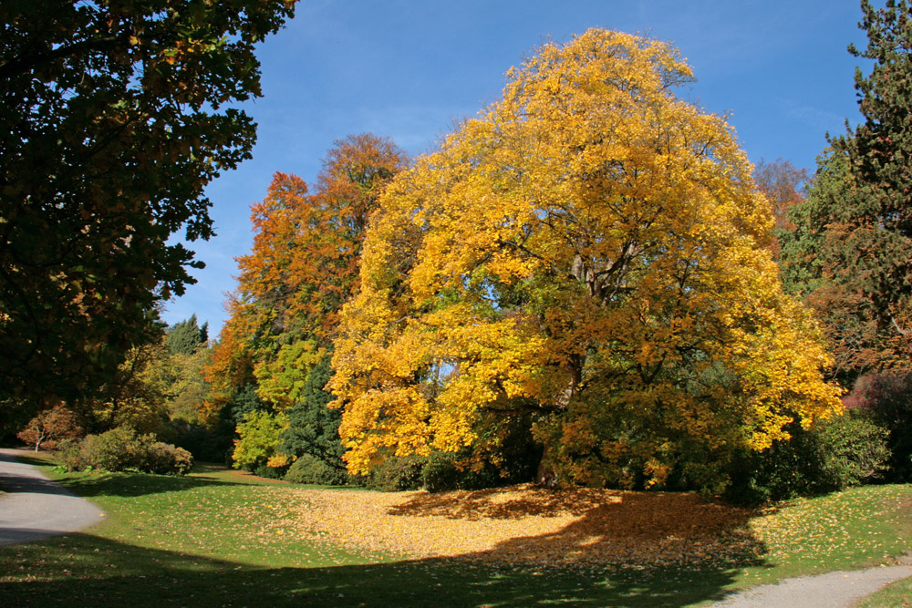 Indian summer im Bergpark Wilhelmshöhe