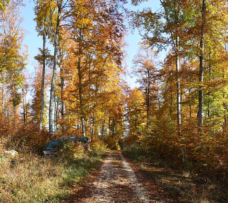 Indian Summer im Donautal