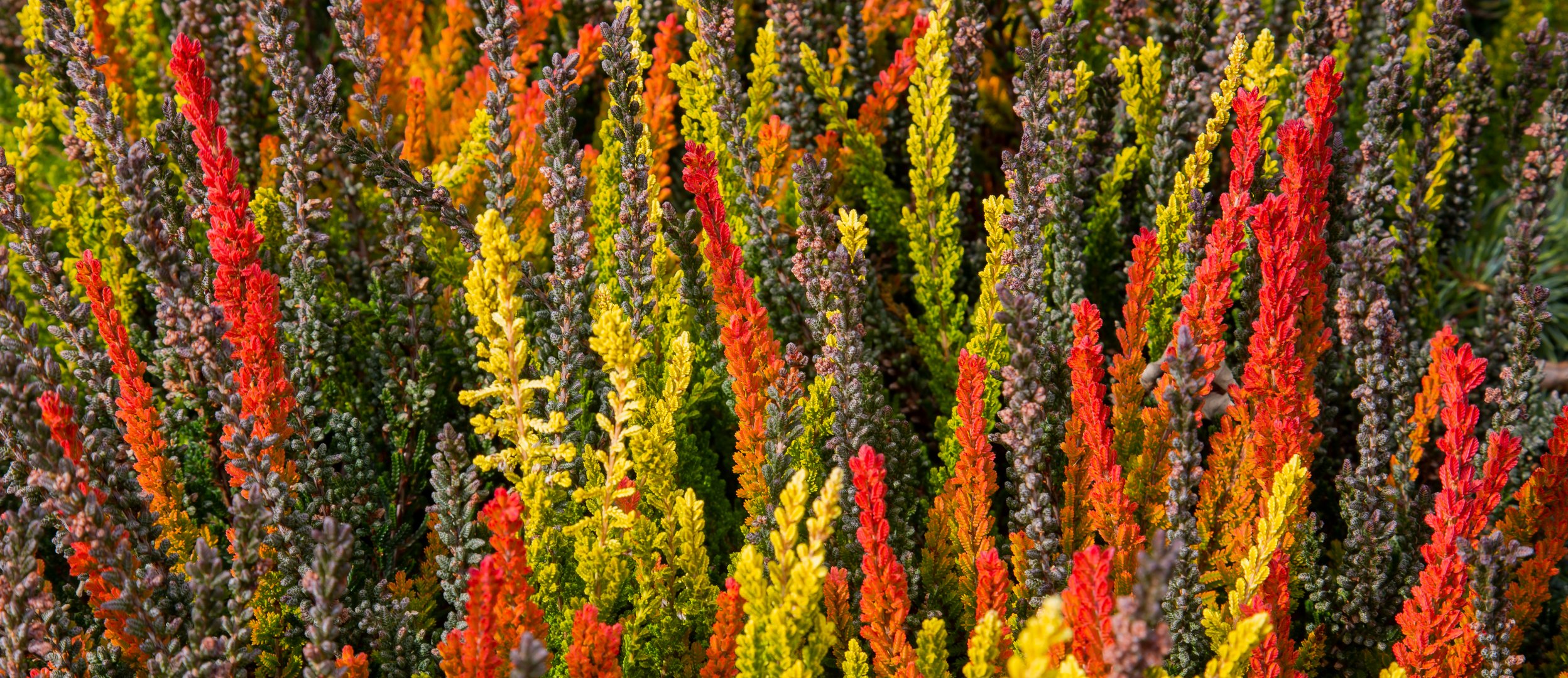 Indian Summer im Frühling