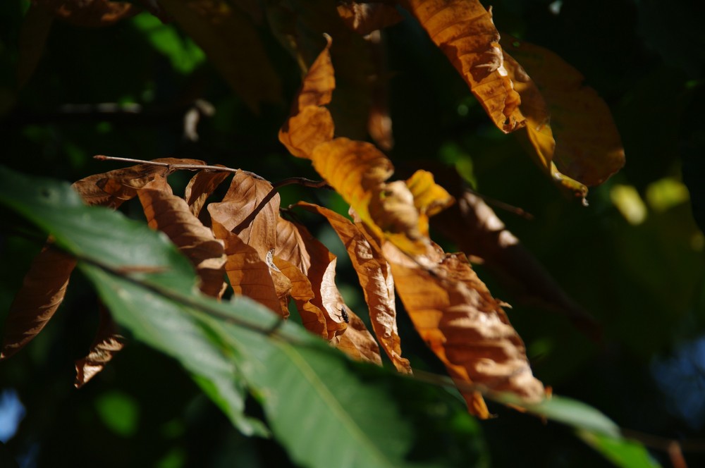 Indian Summer im Garten