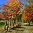 Indian Summer im Münchner Westpark