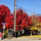 Indian summer im Okanagan Valley BC