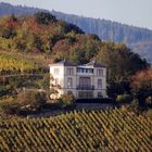 Indian Summer im Rheingau