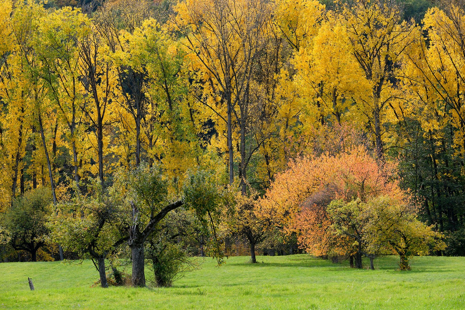 Indian Summer im Taunus, Teil 2