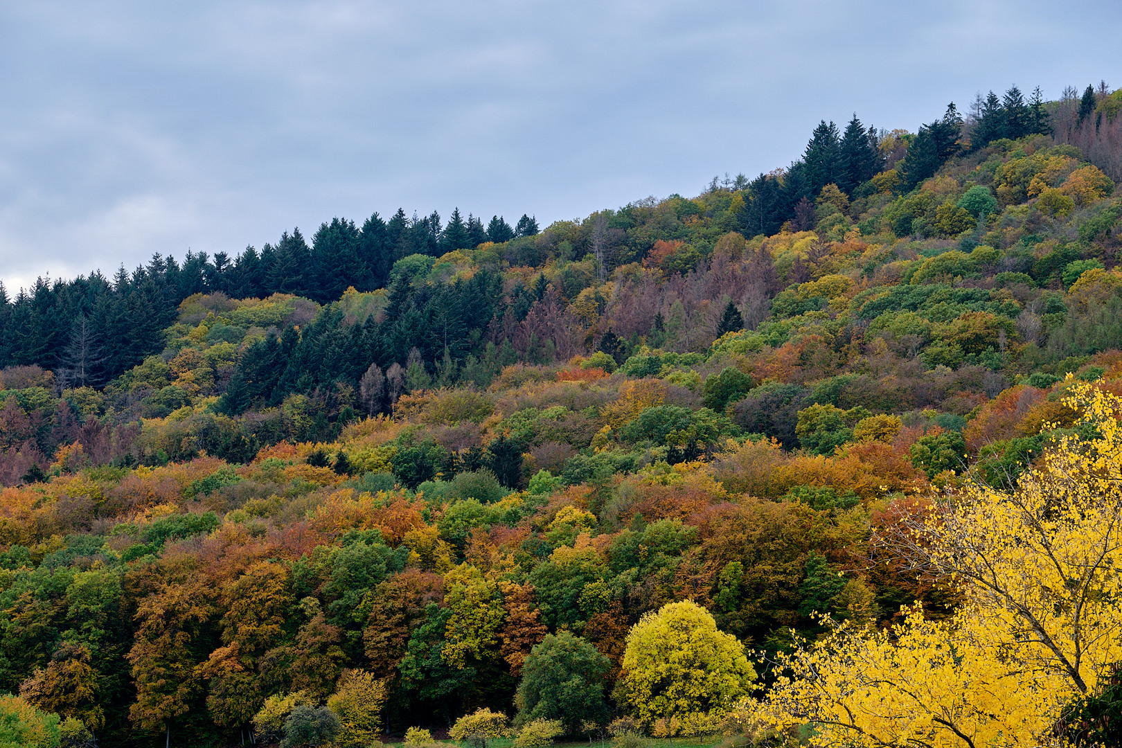 Indian Summer im Taunus, Teil 4