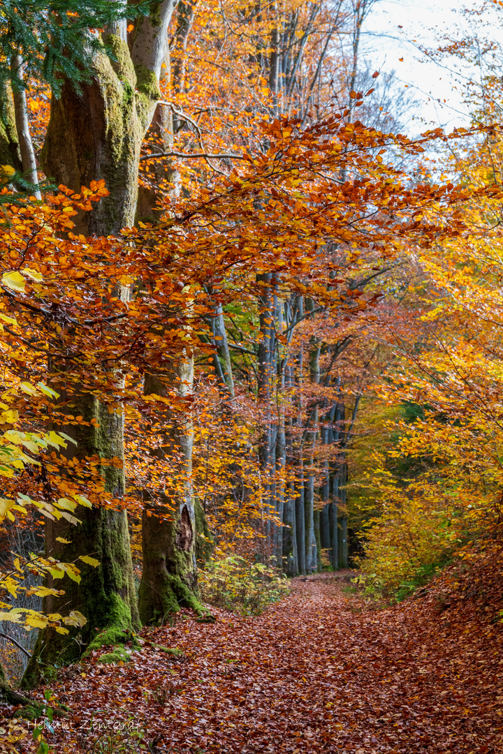 Indian Summer im Thüringer Wald