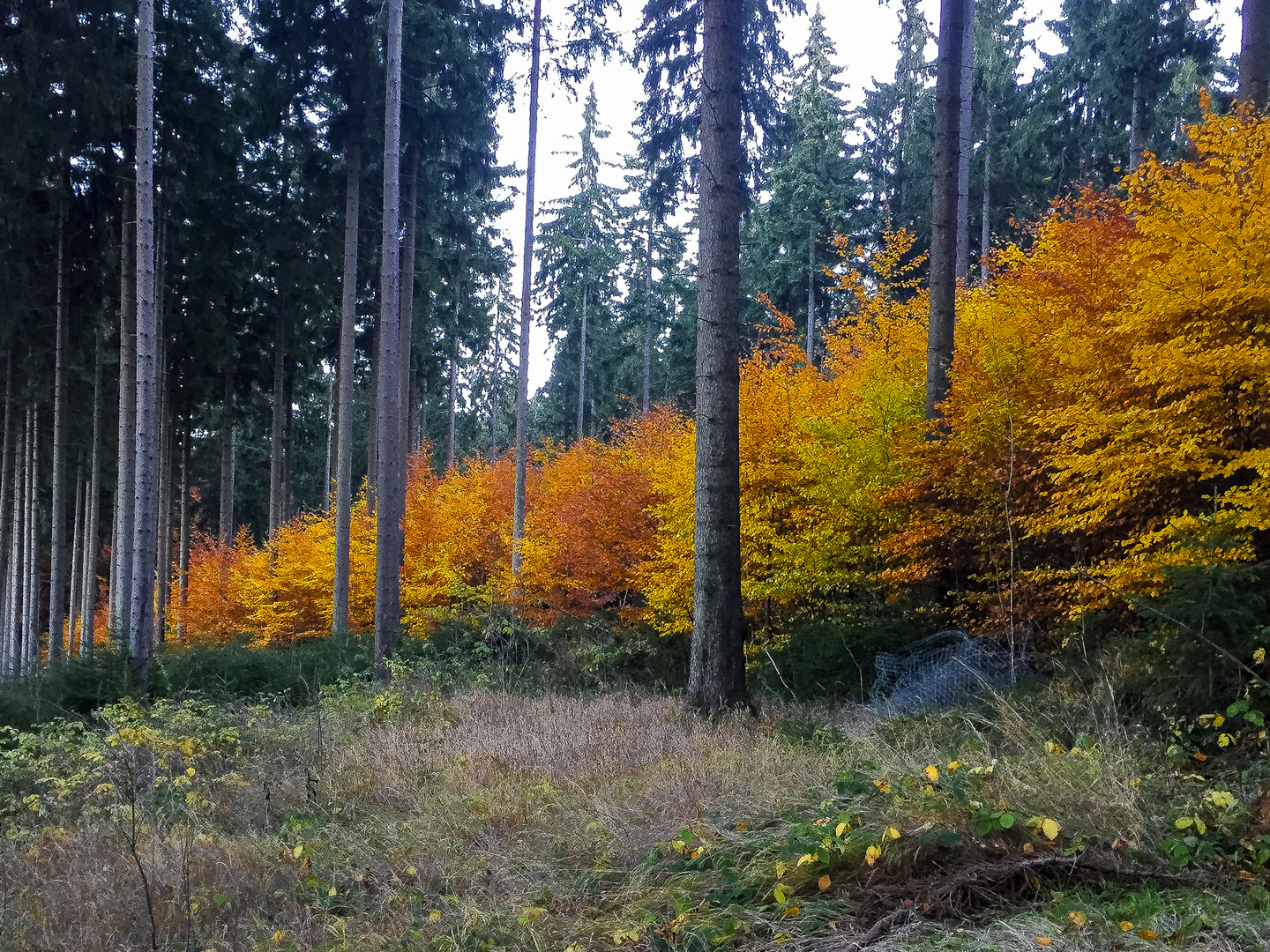 Indian Summer im Unterholz