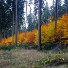 Indian Summer im Unterholz